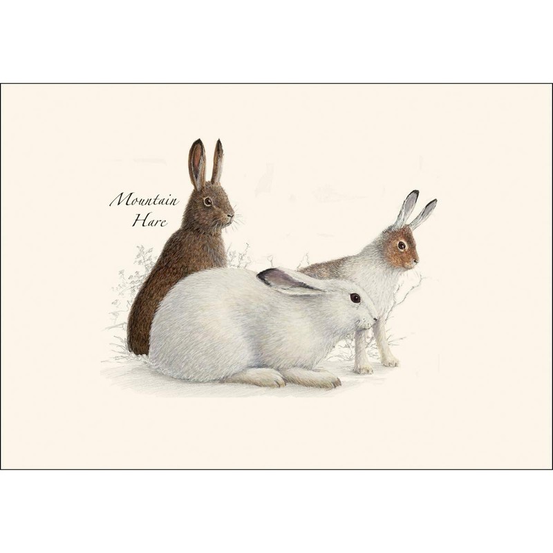 Rabbit Hare Assortment Notecard Set 8 Blank Cards Envelopes Greeting Card gallery