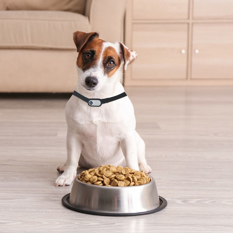 With Video Records Cat Camera Collar No WiFi Needed Pet Sport Action Camera gallery