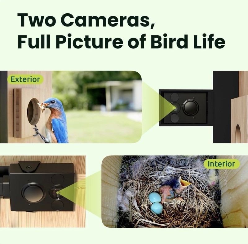 Birdfy Smart Bird House Nest Duo 2025 Dual Camera Solar AI Bamboo WiFi 1080P gallery