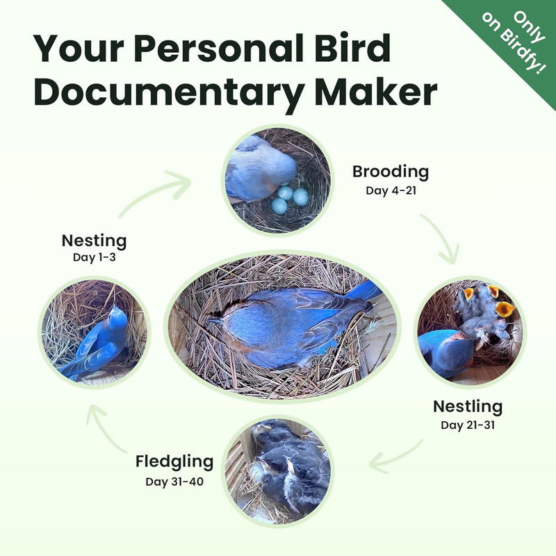 Smart Bird House with Camera Solar Powered, 1080HD Live Video & Night Vision for gallery